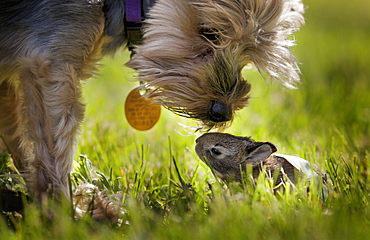 A Cute Yorkie Dog Sniffing A Little Baby Bunny Rabbit Nestled In The Grass, Kentucky, United States Of America