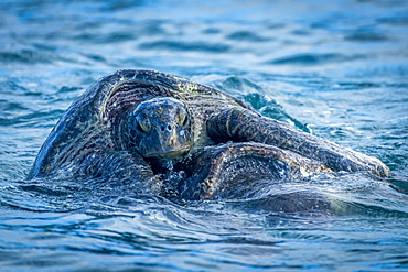 Two Galapagos Green Turtles (Chelonia Mydas Agassisi) Mating In Sea, Galapagos Islands, Ecuador