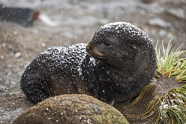 An Antarctic Fur Seal (Arctocephalus Gazella) Pup Is Lying Behind A Round Rock On A Sandy Beach, Looking To The Left,with Black Fur And Is Covered With A Thin Layer Of Fresh Snow, Antarctica