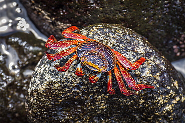 Sally Lightfoot Crab (Grapsus Grapsus) Perched On Wet Rock, Galapagos Islands, Ecuador