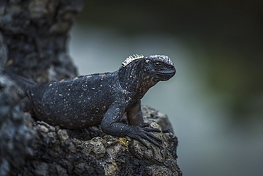 Marine Iguana (Amblyrhynchus Cristatus) Perched High On Black Volcanic Rock, Galapagos Islands, Ecuador