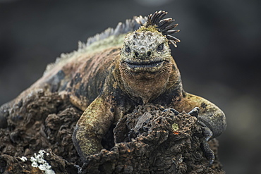 Marine Iguana (Amblyrhynchus Cristatus) Perched High On Black Volcanic Rock, Galapagos Islands, Ecuador