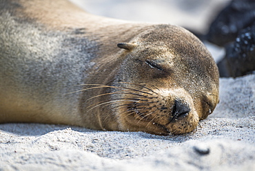 Galapagos Sea Lion (Zalophus Wollebaeki) Sleeping On Sandy Beach, Galapagos Islands, Ecuador