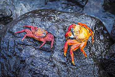 Two Sally Lightfoot Crabs (Grapsus Grapsus) On Black Rock, Galapagos Island, Ecuador