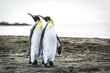 Two King Penguins (Aptenodytes Patagonicus) Mirroring Positions Of Beaks, Antarctica