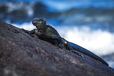 Marine Iguana (Amblyrhynchus Cristatus) On Sloping Rock Beside Sea, Galapagos Islands, Ecuador