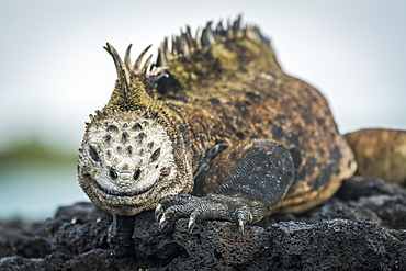 Marine Iguana (Amblyrhynchus Cristatus) On Grey Rocks Beside Sea, Galapagos Islands, Ecuador