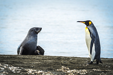 King Penguin (Aptenodytes Patagonicus) Walking On Beach Past An Antarctic Fur Seal (Arctocephalus Gazella), Antarctica