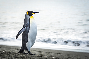 King Penguin (Aptenodytes Patagonicus) Walking On Beach Beside Water, Antarctica