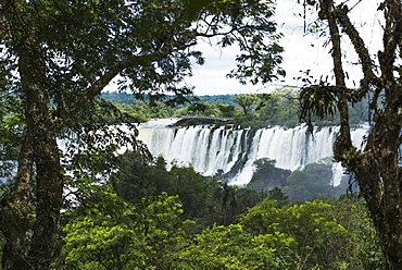 Iguazu Falls Seen Between Branches Of Trees, Parana, Brazil