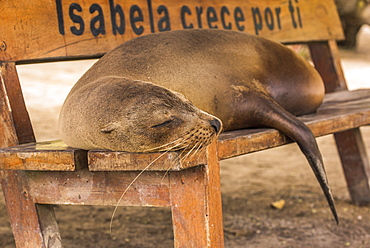 Galapagos Sea Lion (Zalophus Wollebaeki) Asleep On Wooden Bench, Galapagos Islands, Ecuador