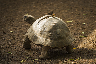 Galapagos Giant Tortoise (Chelonoidis Nigra) With Lizard On It's Shell, Galapagos Islands, Ecuador