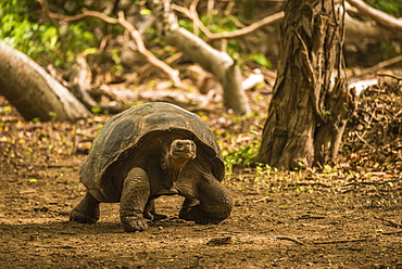 Galapagos Giant Tortoise (Chelonoidis Nigra) Walking Through Sunlit Woods, Galapagos Islands, Ecuador