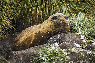 Elephant Seal (Mirounga Leonina) On Rock Looking At Camera, Antarctica