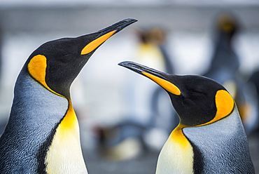 Close Up Of Two King Penguins (Aptenodytes Patagonicus), Antarctic