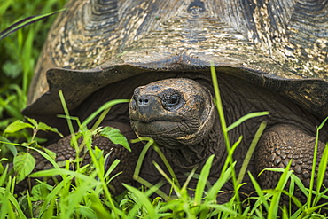 Close Up Of Galapagos Giant Tortoise (Chelonoidis Nigra) In Field, Galapagos Islands, Ecuador