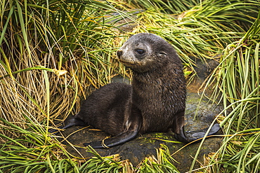 Antarctic Fur Seal Pup (Arctocephalus Gazella) With Turned Head, Antarctica