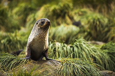 Antarctic Fur Seal (Arctocephalus Gazella) In Rocky Tussock Grass, Antarctica