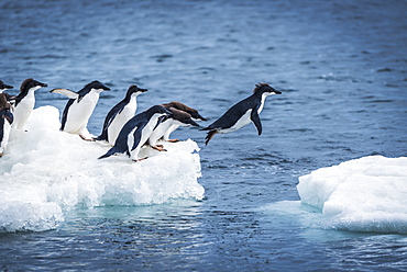 Adelie Penguins (Pygoscelis Adeliae) Diving Between Two Ice Floes, Antarctica