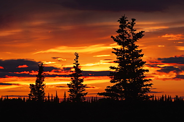 Sunrise Sihouettes A Stand Of Black Spruce, United States Of America