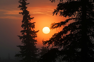 Glowing Sun At Sunrise With Black Spruce Trees Silhouetted, United States Of America