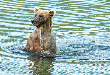 Brown Bear Sow (Ursus Arctos) Keeping An Eye On Her Cub, Alaska, United States Of America