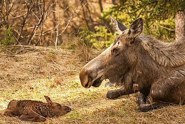 Moose Cow With Newborn Calf (Alces Alces), Alaska, United States Of America