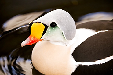 King Elder (Somateria Spectabilis) On The Water, United States Of America