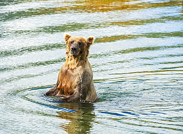 Brown Bear (Ursus Arctos) Sow Fishes For Salmon In Deeper Water, Katmai National Park, Alaska, United States Of America