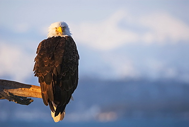 Bald Eagle (Haliaeetus Leucocephalus) Perched On The End Of A Branch, Alaska, United States Of America