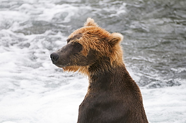 A Young Brown Bear Surveys The Salmon Fishing Competition, Brooks Falls, Katmai National Park, Southwest Alaska