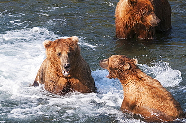 Brown Bears Face Off At Brooks Falls, Katmai National Park, Southwest Alaska