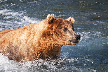 An Alert Brown Bear Adult Fishes For Salmon In Brooks River, Katmai National Park, Southwest Alaska