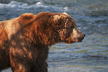 Profile Of A Large, Dominant Brown Bear Standing Along Brooks River, Katmai National Park, Southwest Alaska