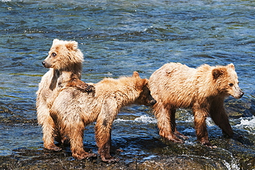 Sow With Cubs Play At Brooks Falls, Katmai National Park, Southwest Alaska