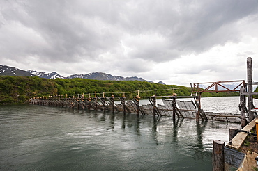 Chignik Weir Is A State Operated Counting Weir For Sockeye And Other Salmon, Southwest Alaska