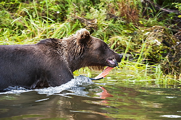 Brown Bear Carrying Its Caught Salmon Ashore To Better Protect Its Meal, Brooks River, Katmai National Park, Southwest Alaska