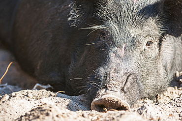 Close Up Of A Wild Hog, Gaitor, Florida, United States Of America