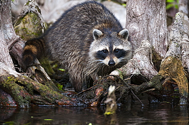 Raccoon In The Cypress Knees, Silver Springs, Florida, United States Of America