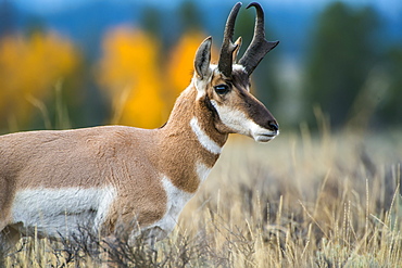 Pronghorn Antelope (Antilocapra Americana), Grand Teton National Park, Wyoming, United States Of America