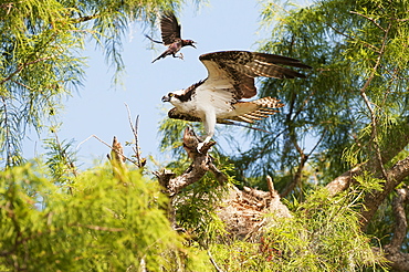 Osprey (Pandion Haliaetus) With Largemouth Bass Harrassed By Grackle, Sebring, Florida, United States Of America