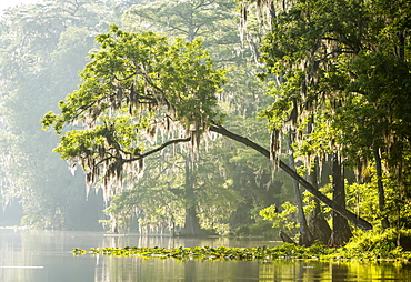 Silver River With Moss Draped Cypress Trees, Silver Springs, Florida, United States Of America