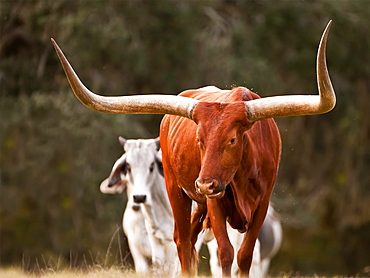 Watusi With Brahma, Gaitor, Florida, United States Of America