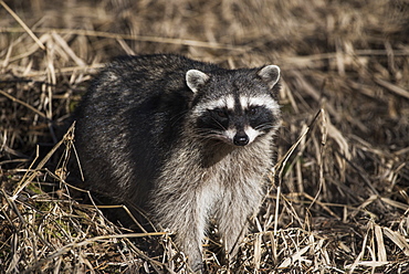 A Raccoon (Procyon Lotor) Prowls In The Brush, Ridgefield, Washington, United States Of America