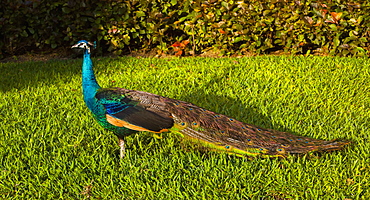 Male Peacock, Playa Del Carmen, Quintana Roo, Mexico