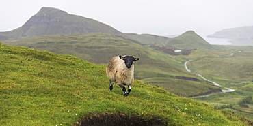 A Sheep Walking Across The Grass With Fog Covering The Landscape, Trotternish Ridge, Staffin, Scotland