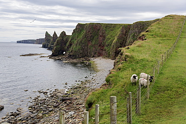 Sheep On A Ridge With Sea Stacks And Cliffs Along The Coastline, Duncansby Head, John O' Groats, Scotland