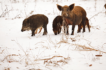 Feral Hogs