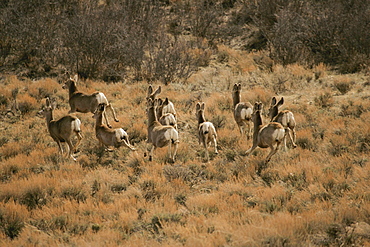 Mule Deer Herd