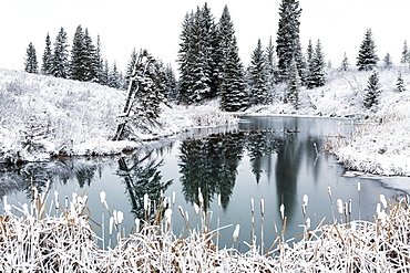 An Open Pond In The Winter With Snow Covered Hilly Banks, Evergreen Trees And Bulrushes, Calgary, Alberta, Canada